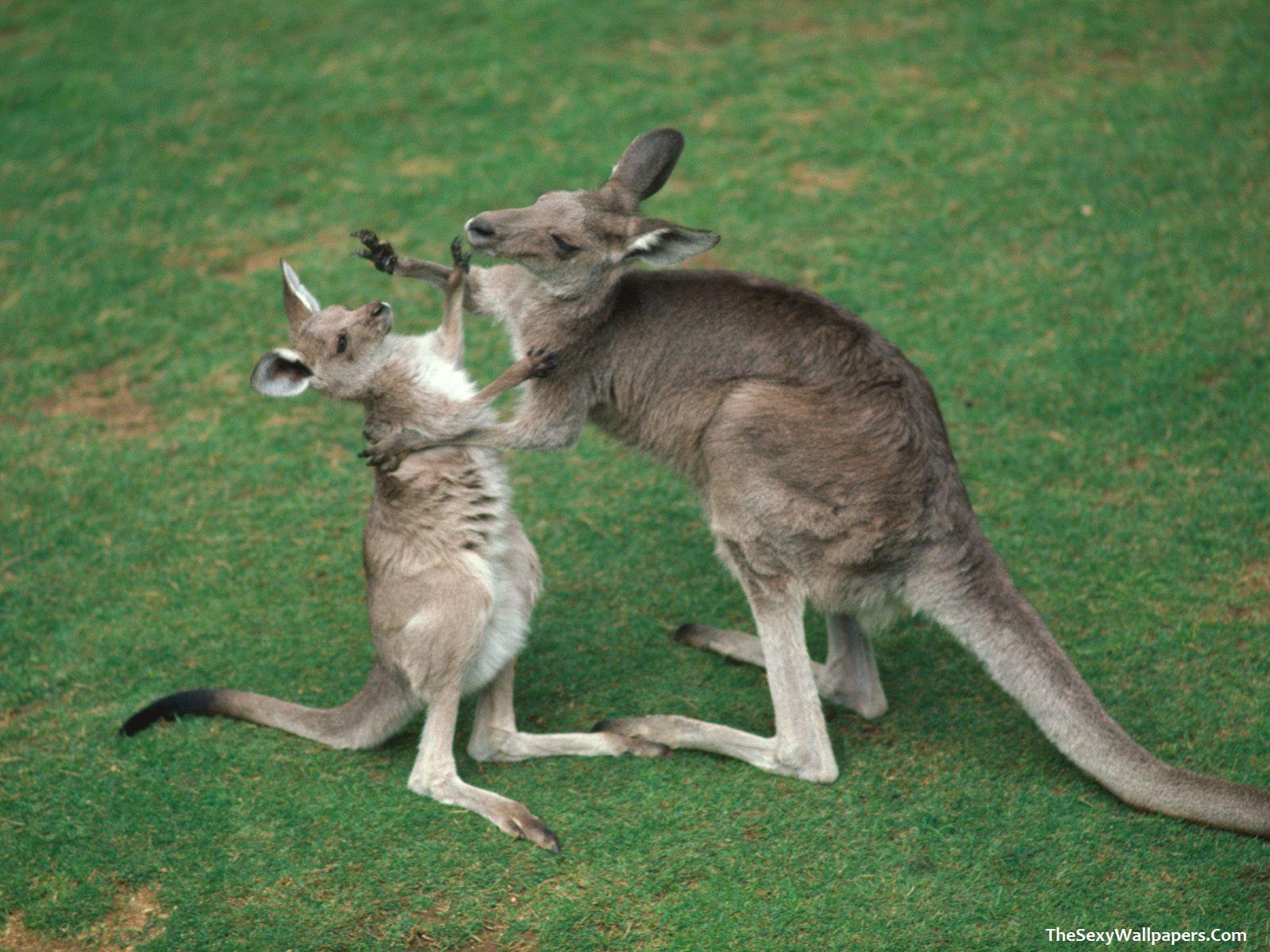 Free Desktop Backgrounds Animals - Wallpaper Cave