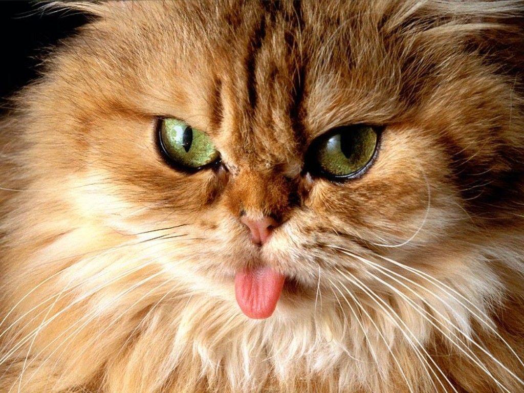 Cat Got Your Tongue. Photo and Desktop Wallpaper