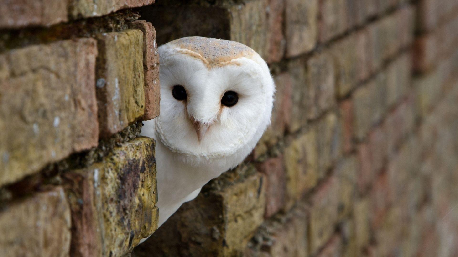 white owl wallpapers wallpaper cave