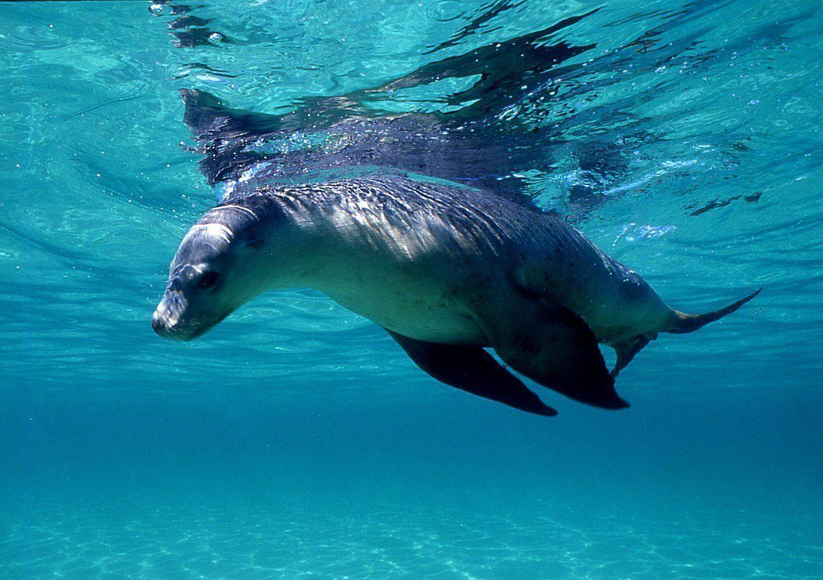 Sea Lion Swimming 7 Planent