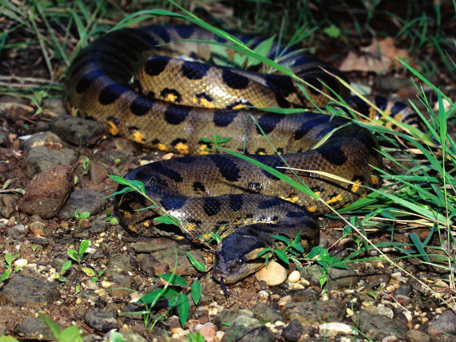 Anaconda Snake HD Wallpaper