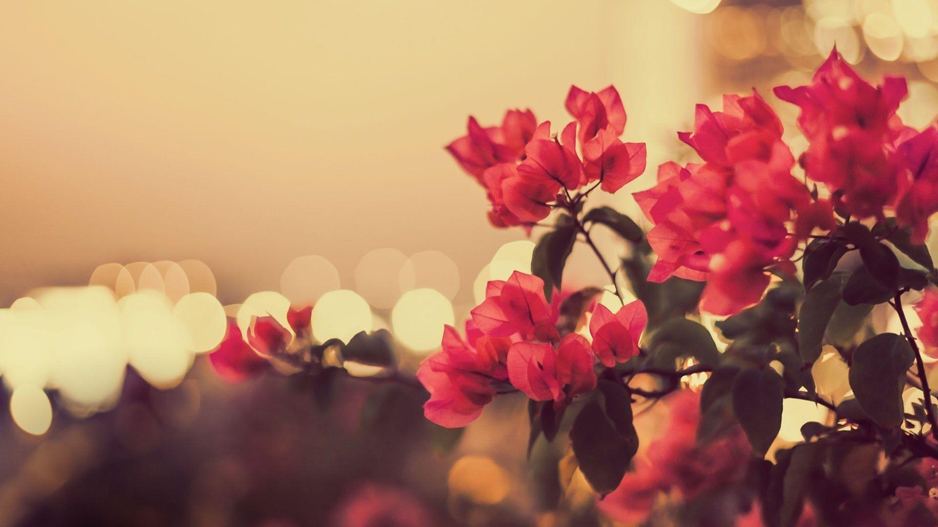 Vintage Flower Wallpaper Free Download 1080P