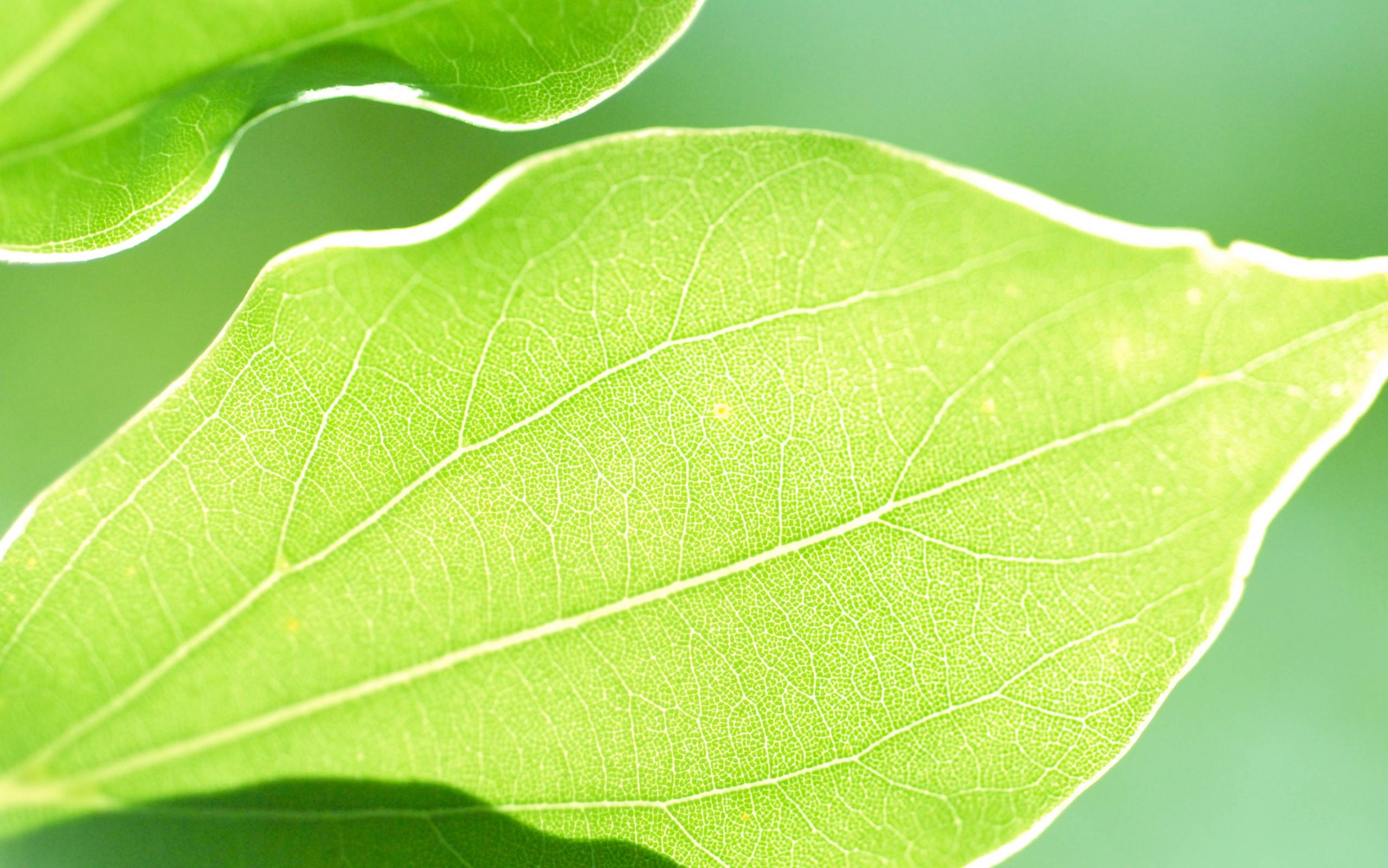 Green HD Natural Default Apple Desktop Background Wallpaper