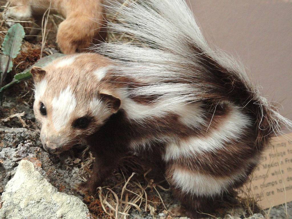 Young Spotted Skunk Lovers Wallpaper
