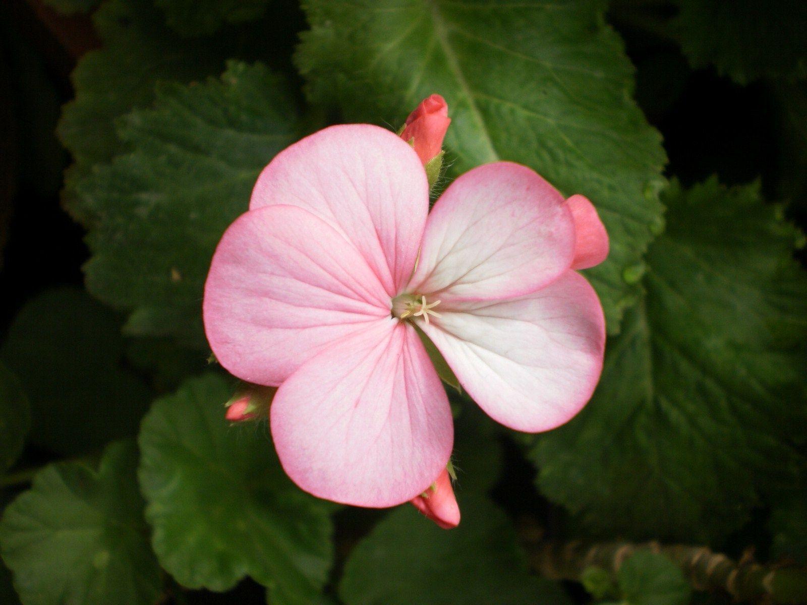 Little Light Pink Flower Wallpaper and Photo Download by PHOTOSof.ORG