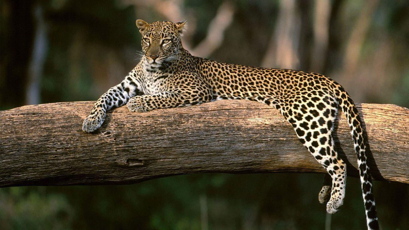 animal wallpaper hd