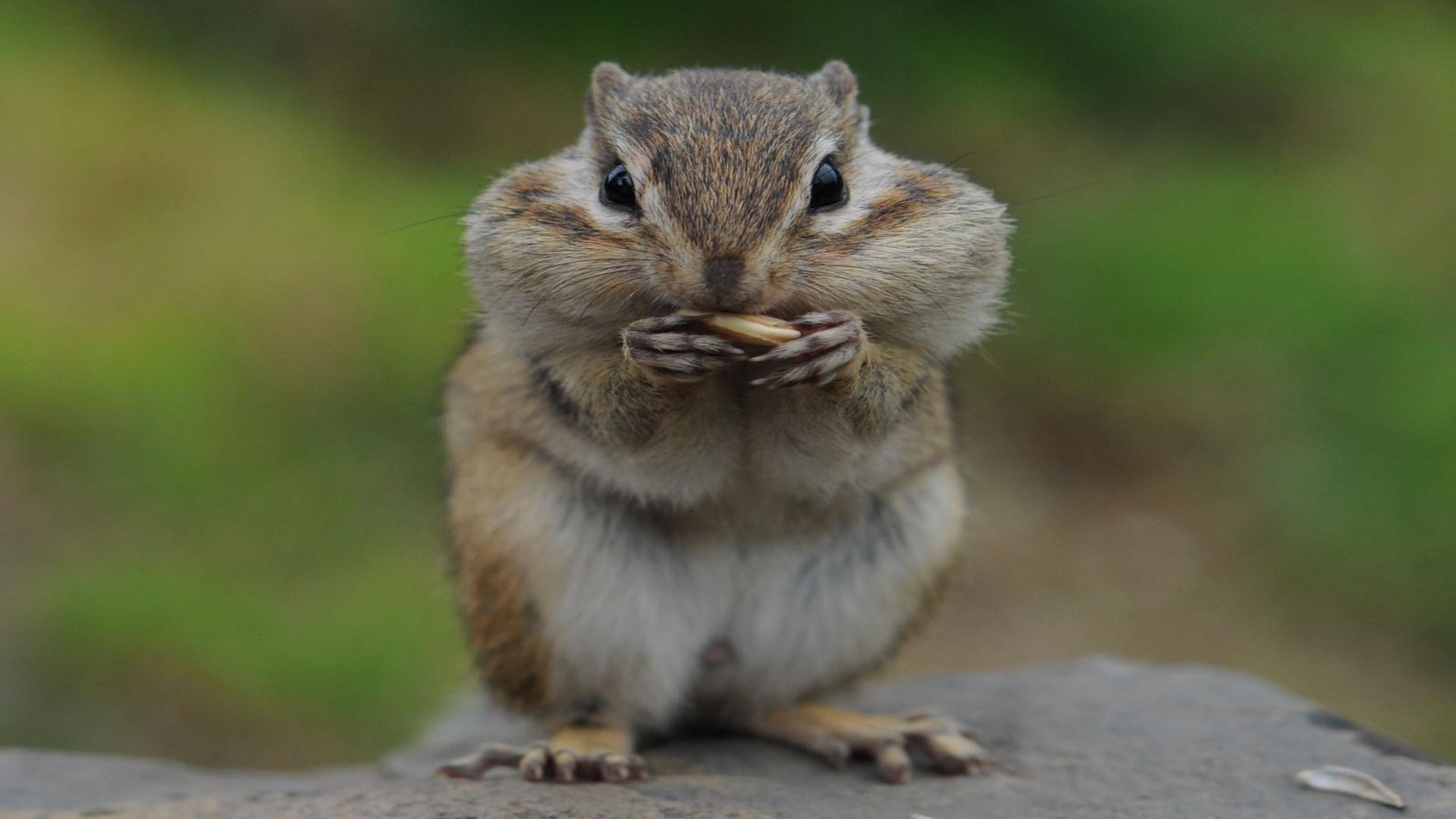 Hamster close up cute pet animal free desktop backgrounds