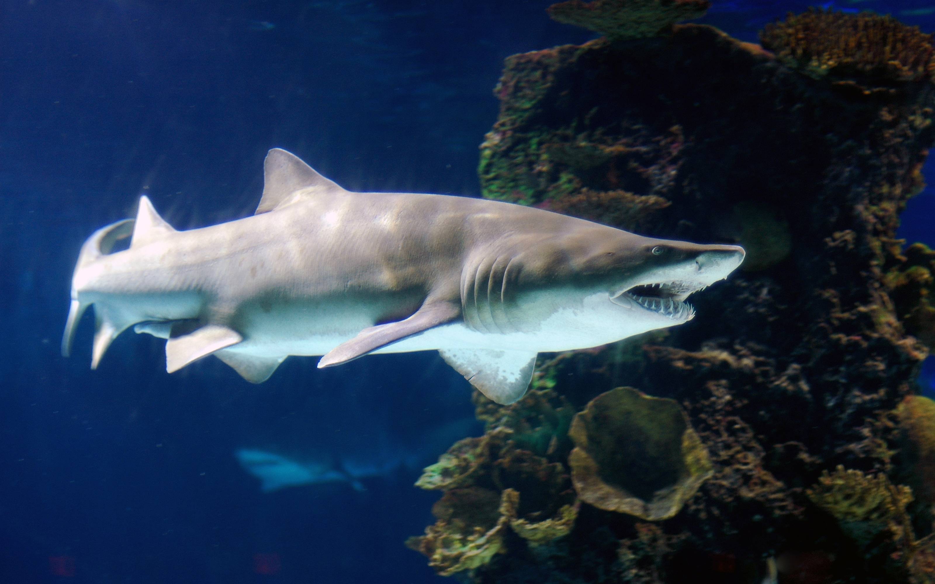 Beautiful Tiger Shark Picture and Wallpaper