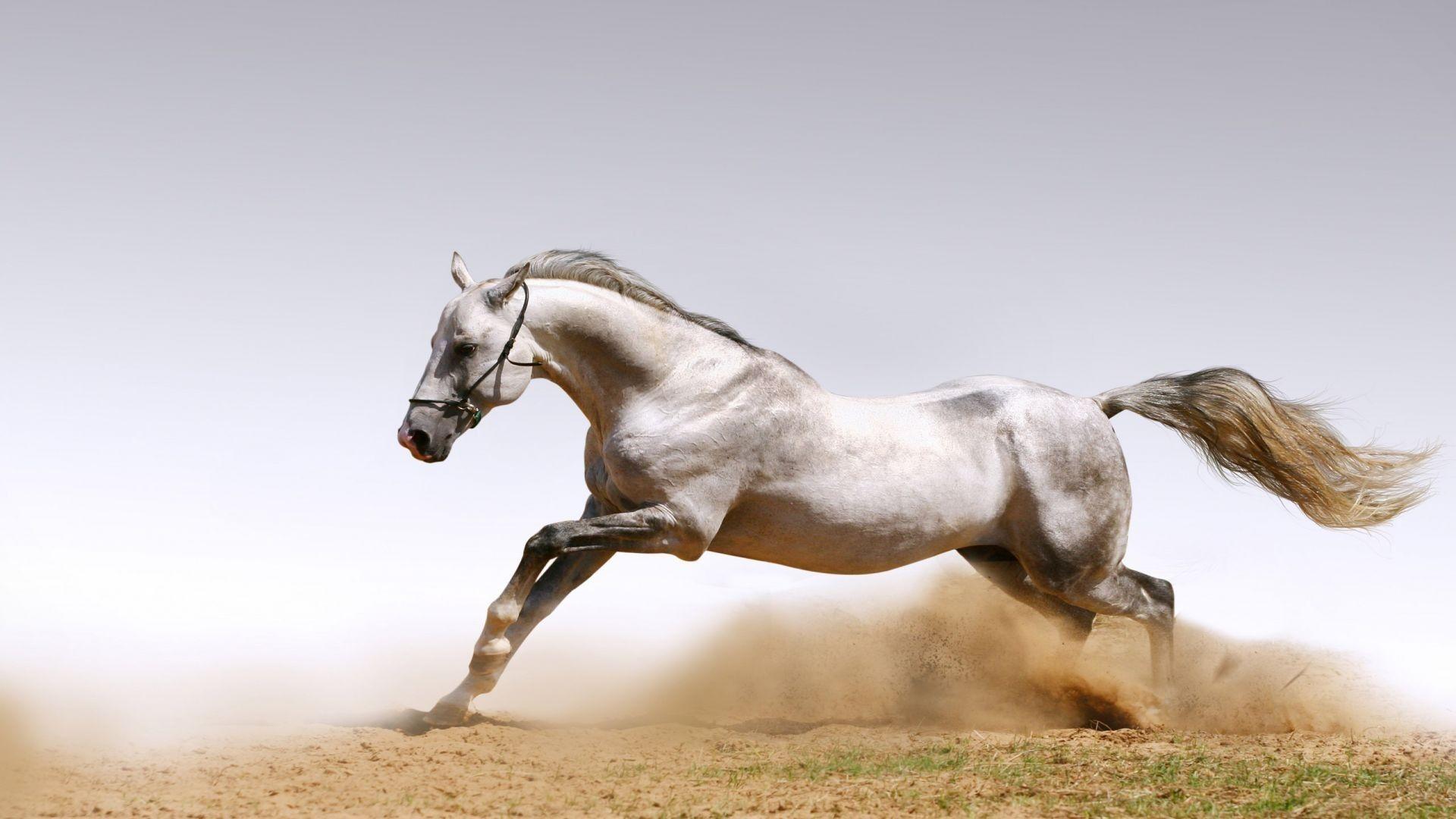 White Horse. Download HD Wallpaper