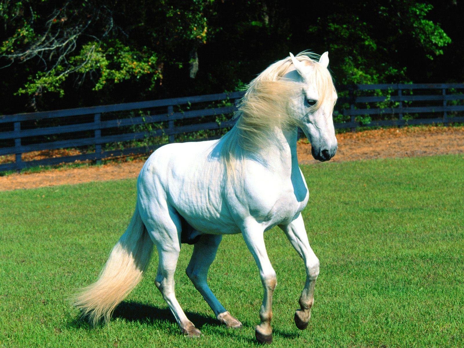 Free Download Free Get White Horse Best Computer Background