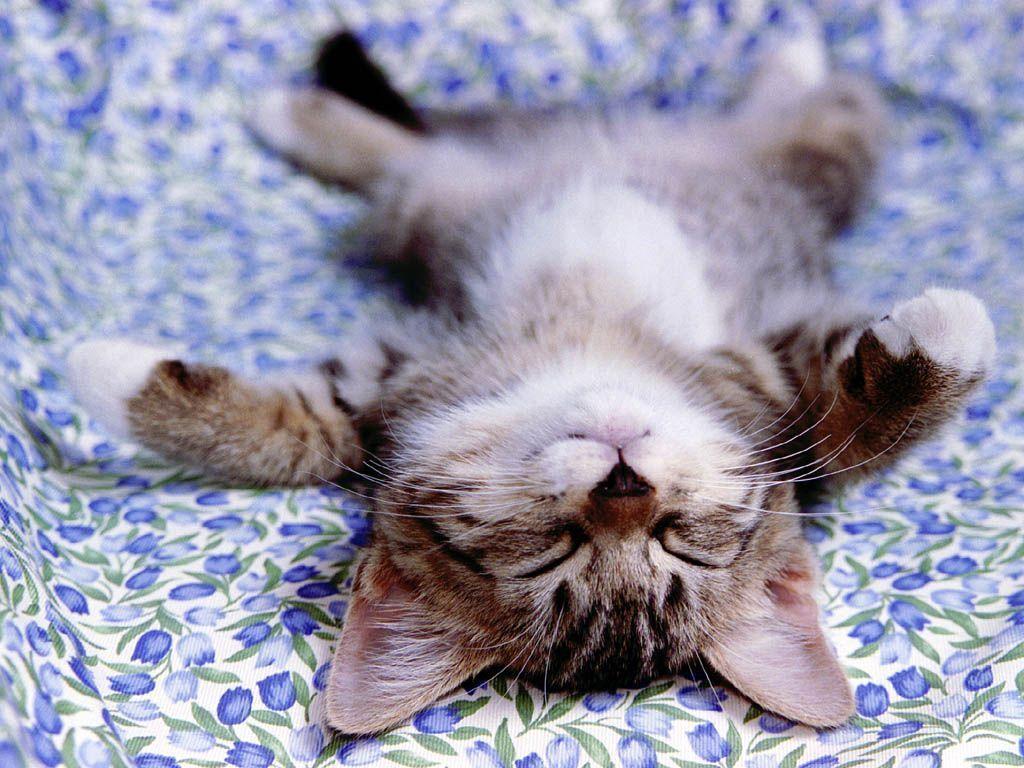 Kitten Sleeping Desktop Wallpaper