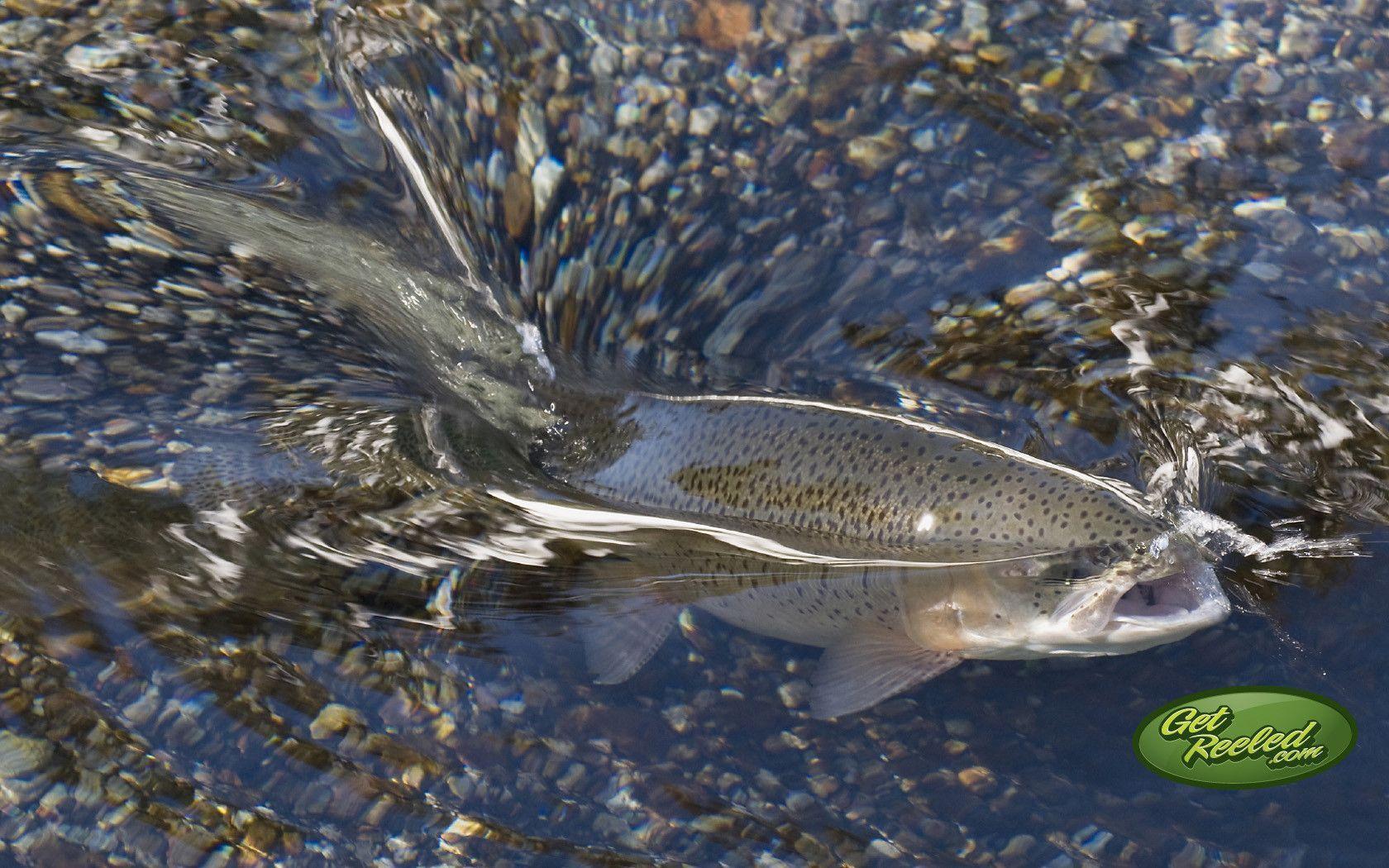 image For > Trout Fly Fishing Wallpaper