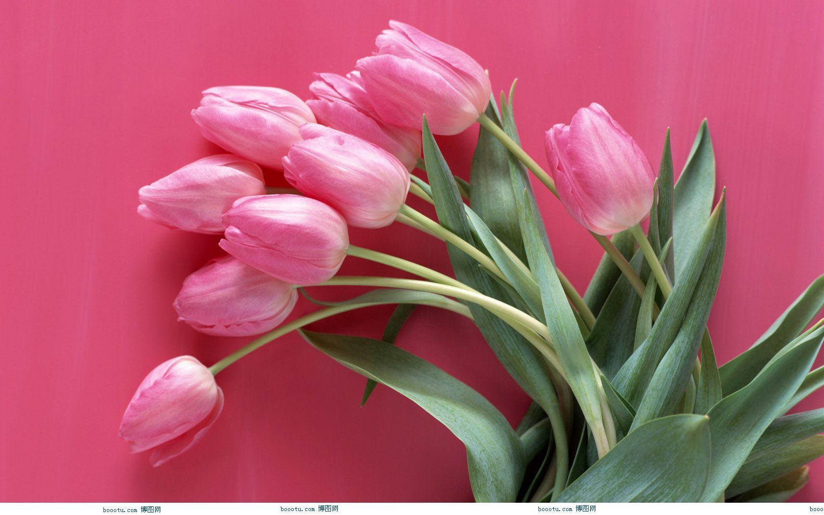 HD Pink Rose Wallpaper. HD Wallpaper Image