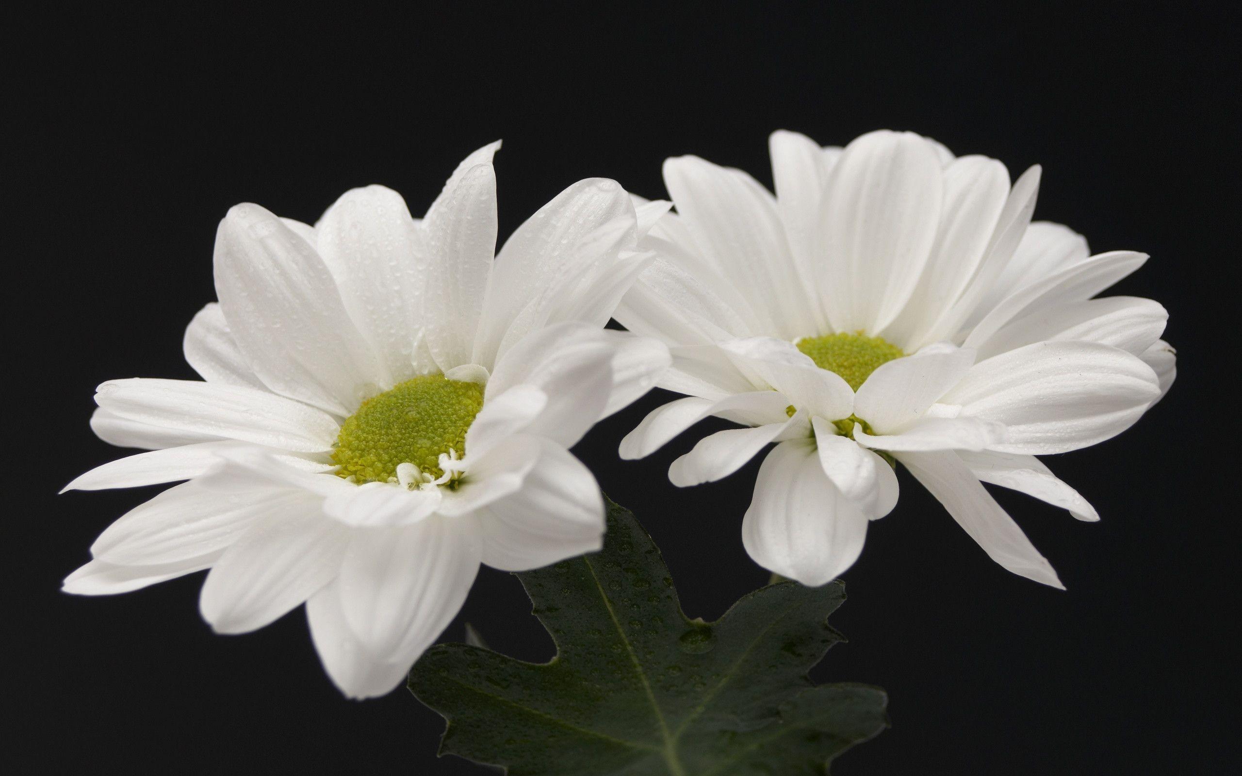 White Flower Desktop Wallpaper. White Flowers Photo