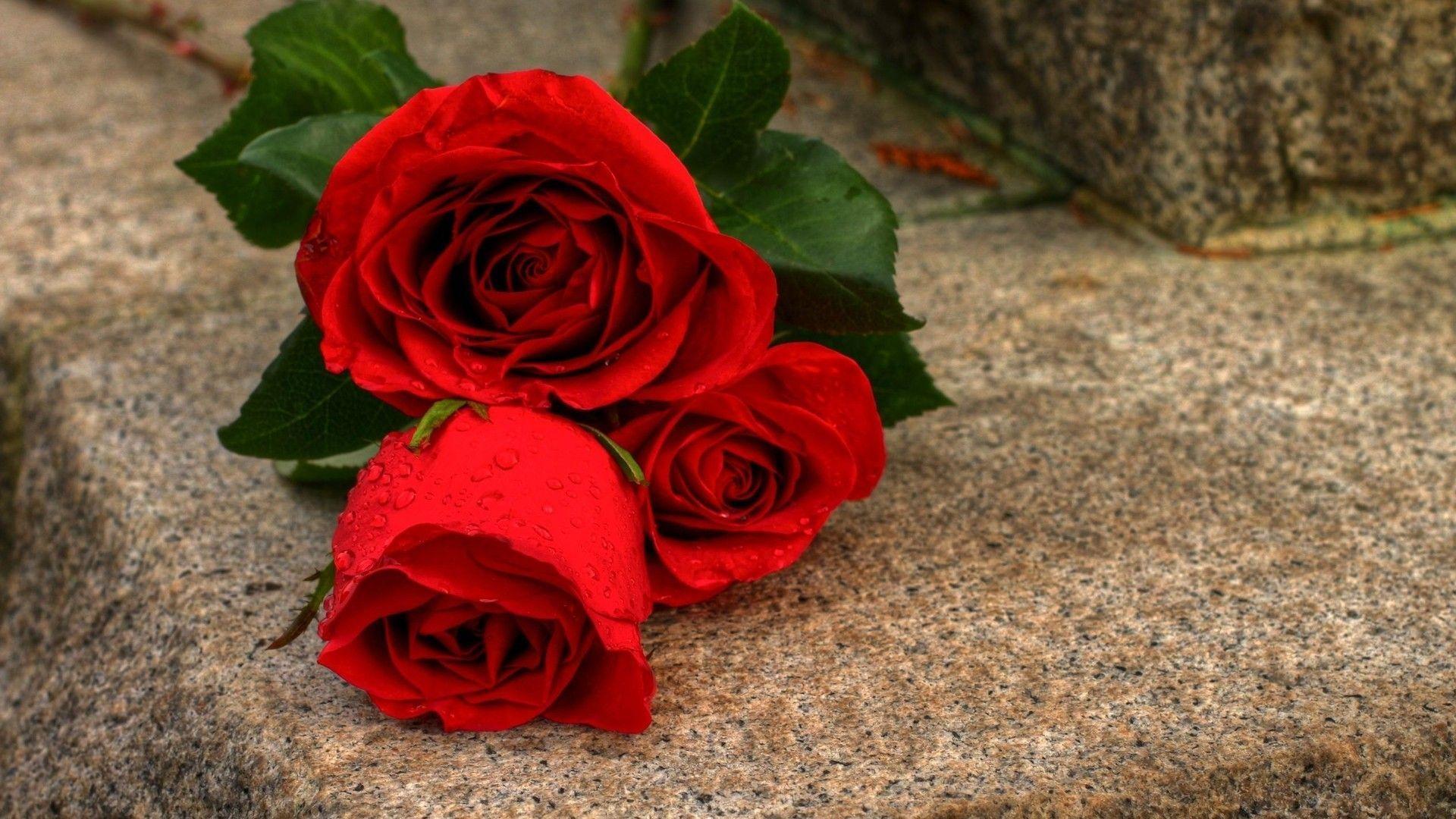 Fresh Red Roses Flowers 1080p HD Wallpaper Download. HD FLower