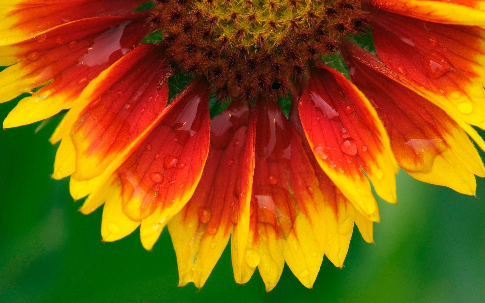 Blanket Flower Wallpaper