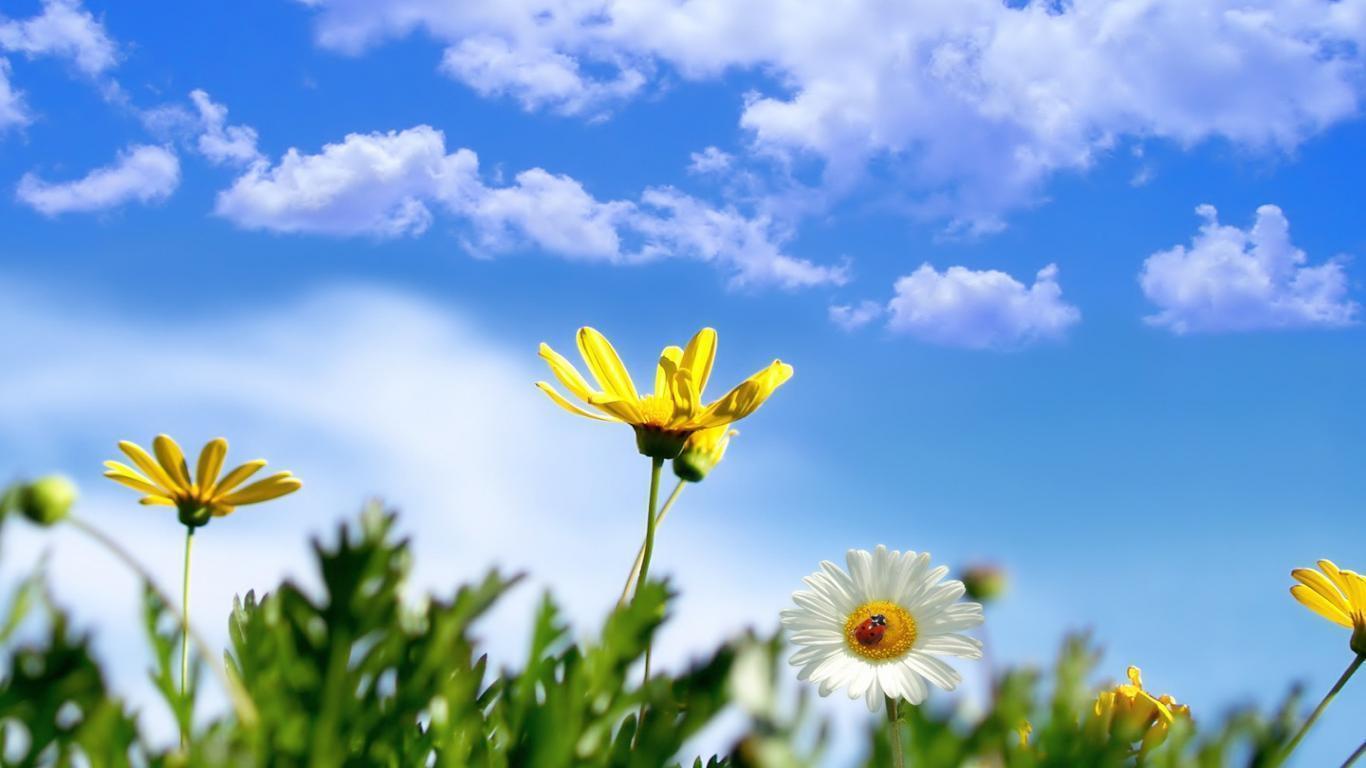 Beautiful Spring Flower Wallpapers 1366x768