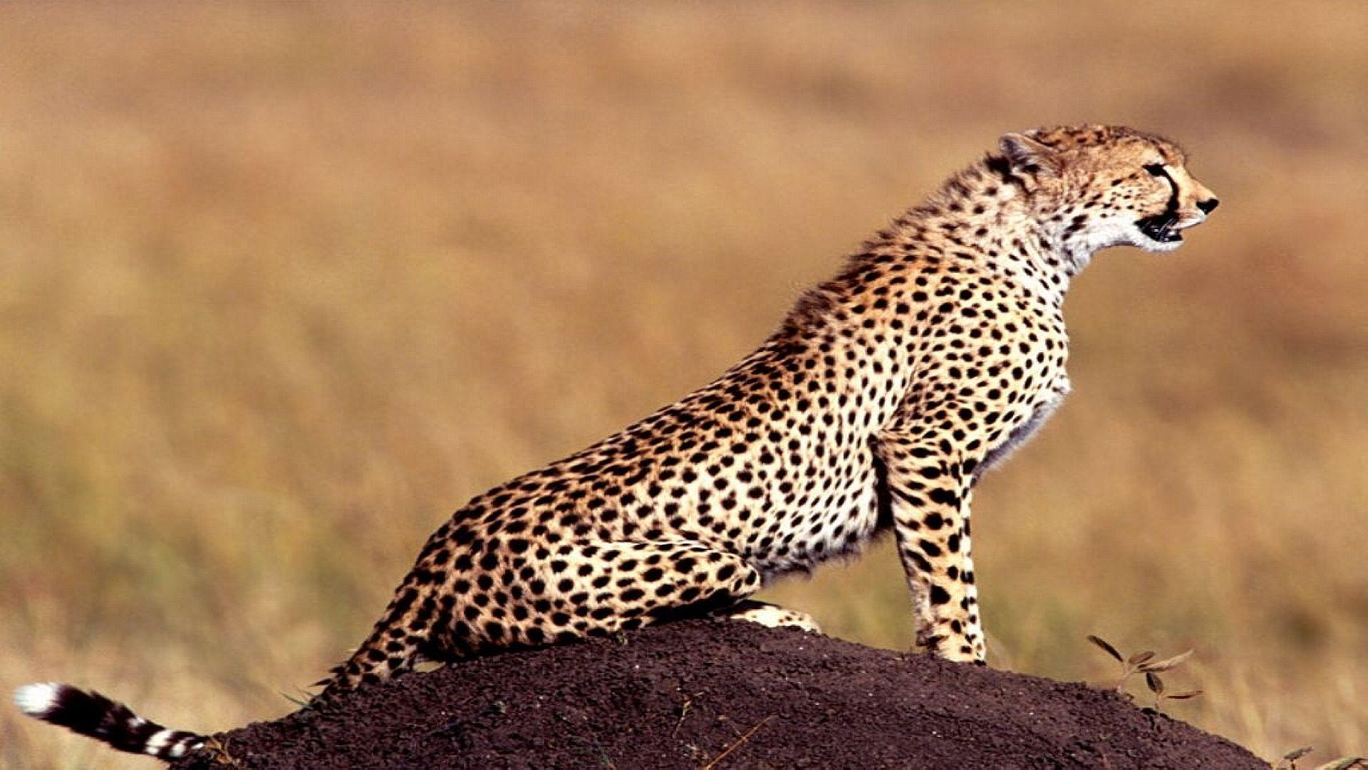 Animal Wallpaper Wallpaper Download