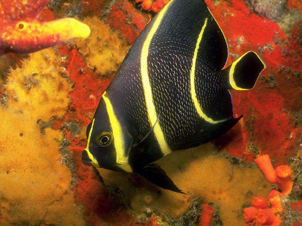 Free Undersea Animal Desktop Wallpaper Wallpaper 4235