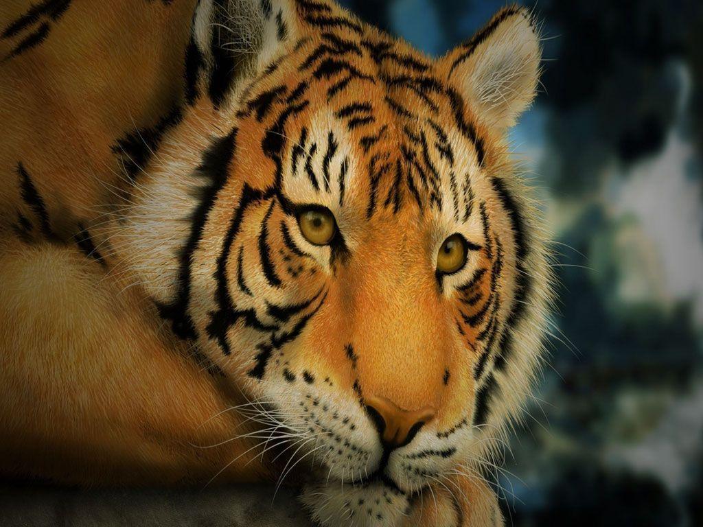 Tiger Power Point Background, Tiger Download Power Point