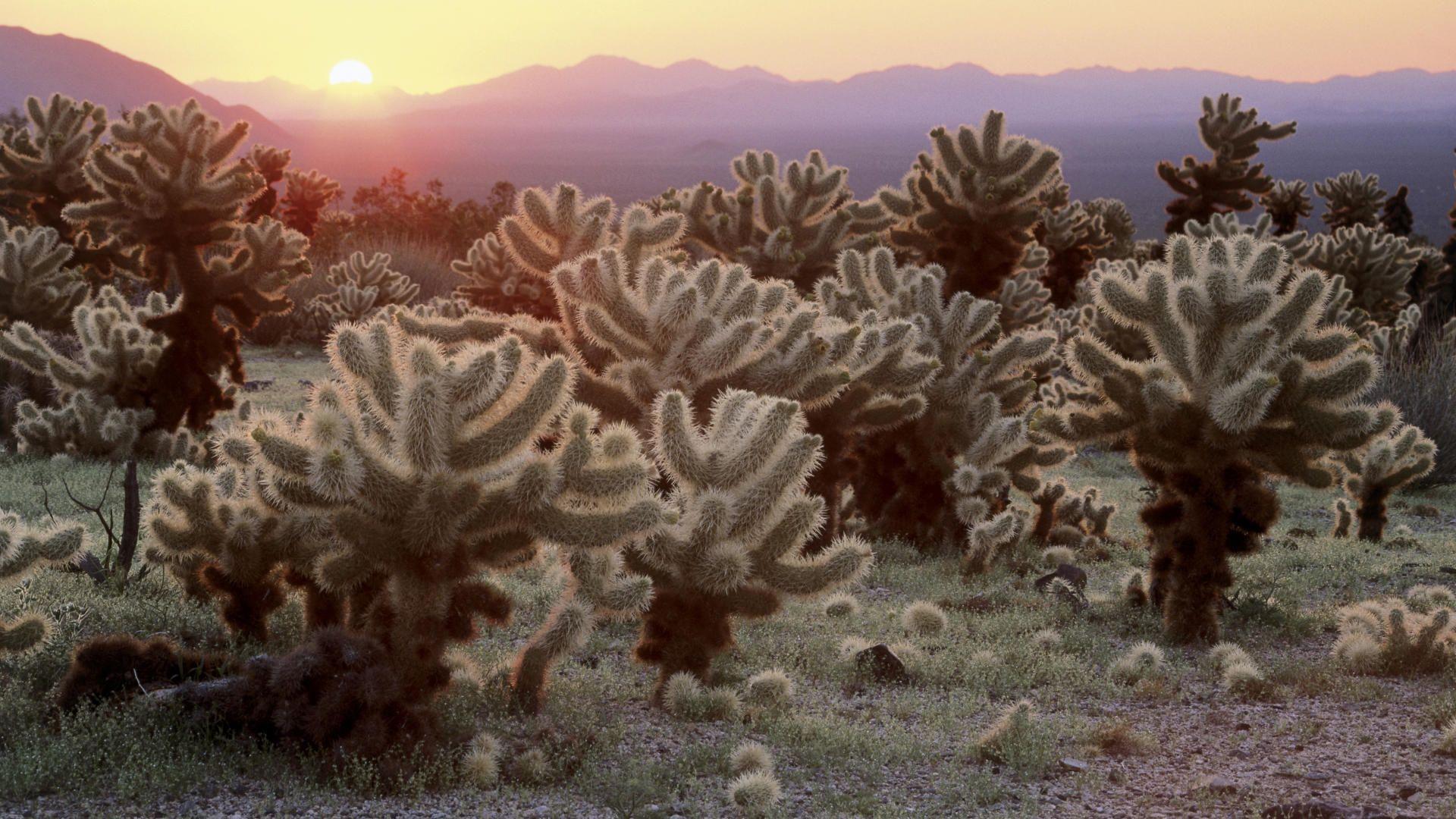 Cholla Cacti, Joshua Tree National Park, California