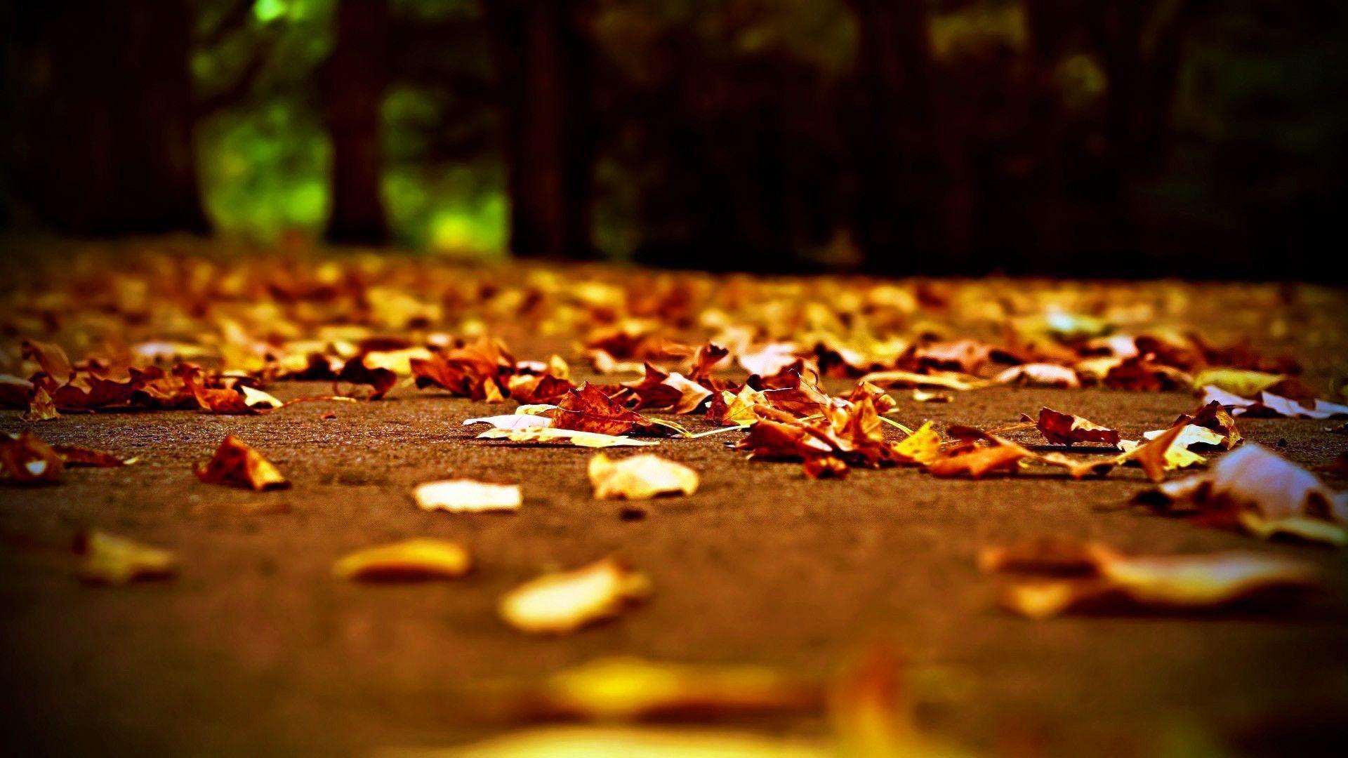 Fall Leaves Wallpaper And Background