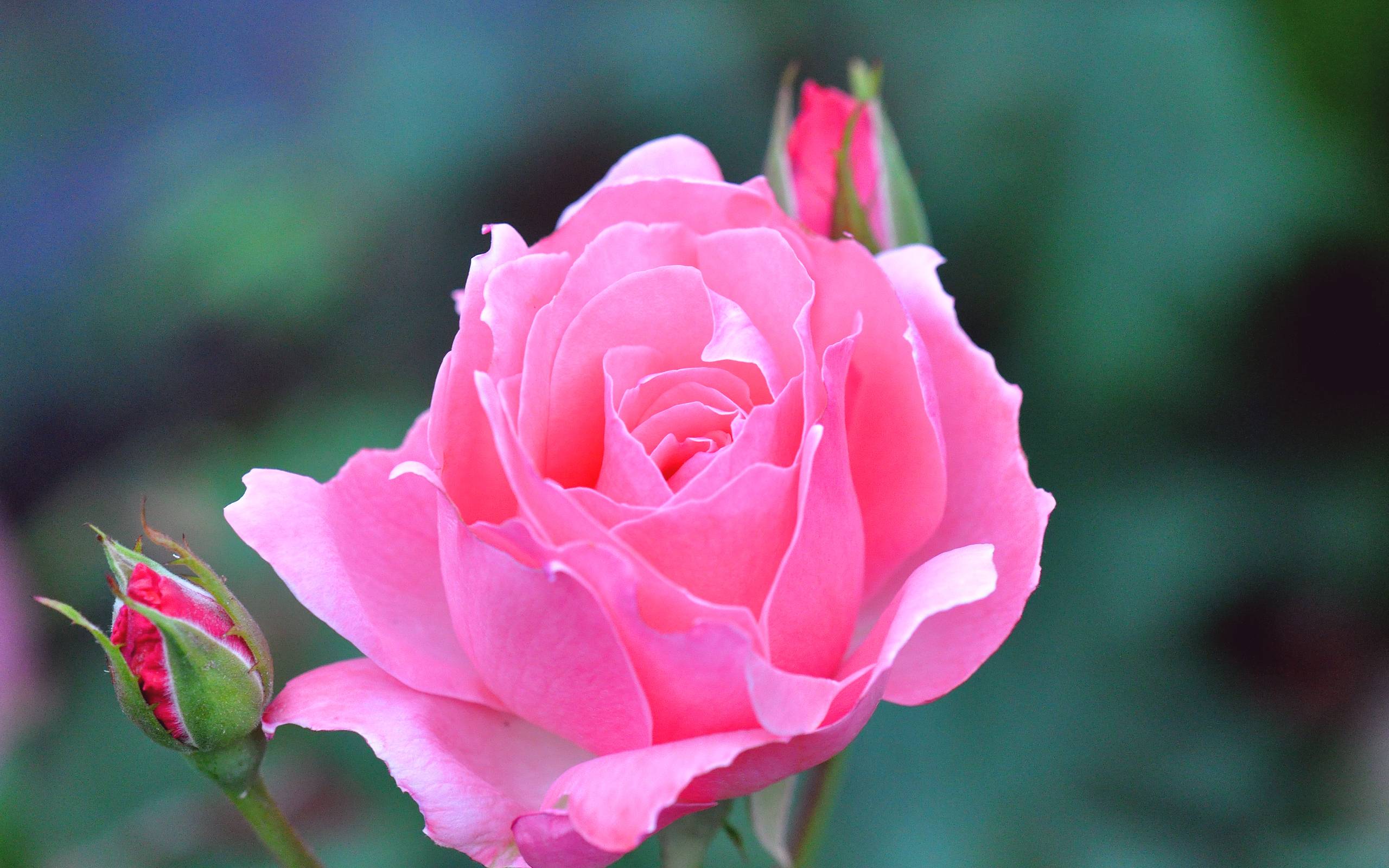 Pink Rose Flowers Wallpaper For Desktop HD Desk HD