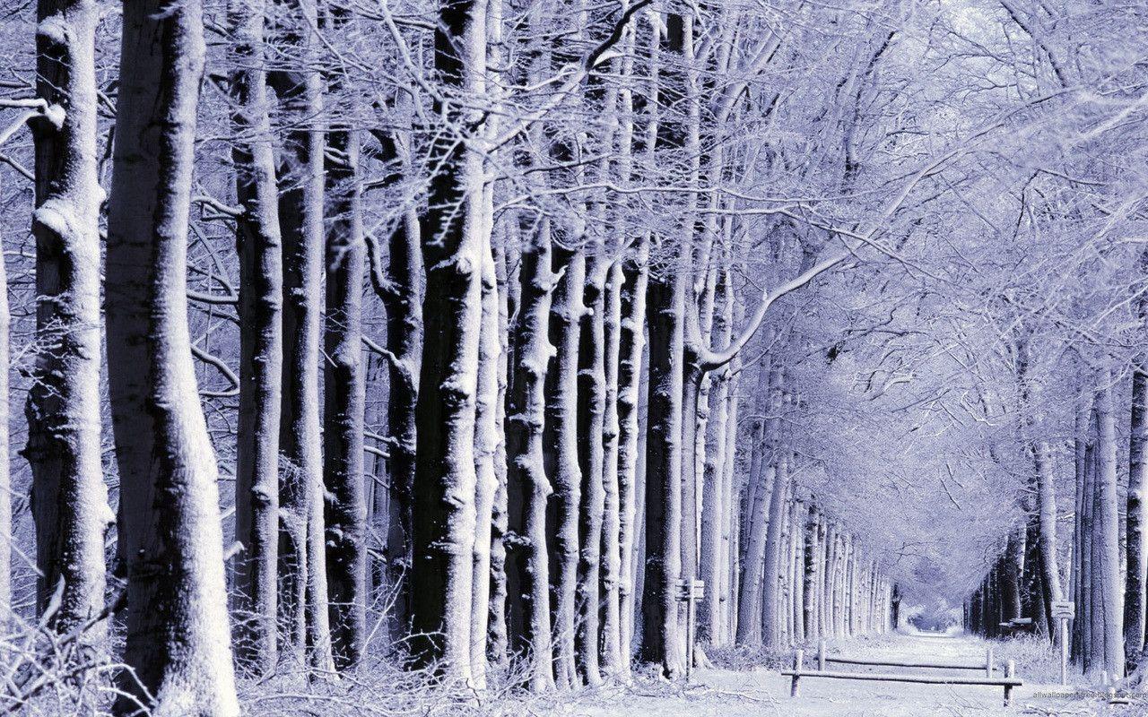 Snow Trees Wallpaper HD Widescreen 10 HD Wallpaper. Hdimges