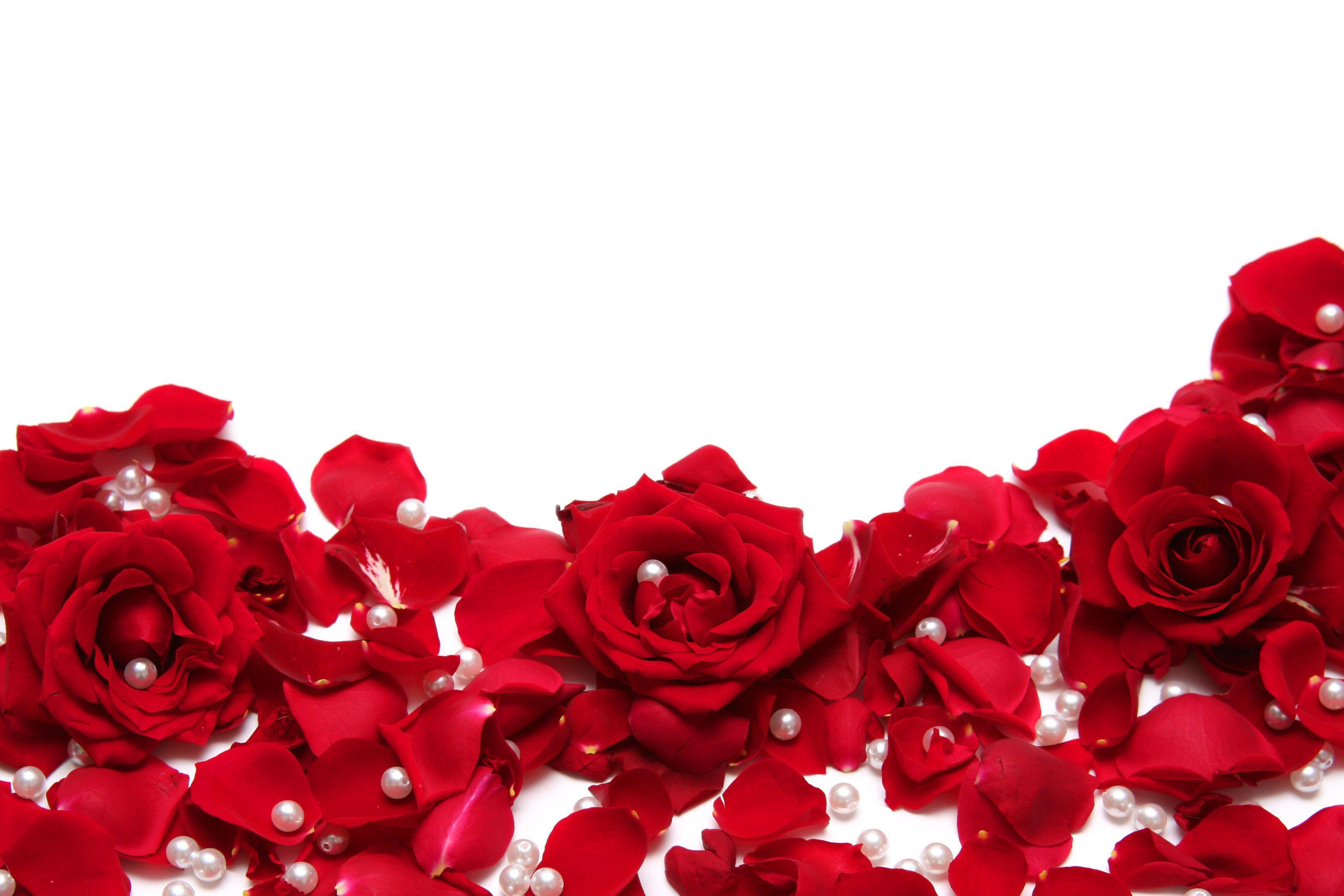 Red Roses White Background