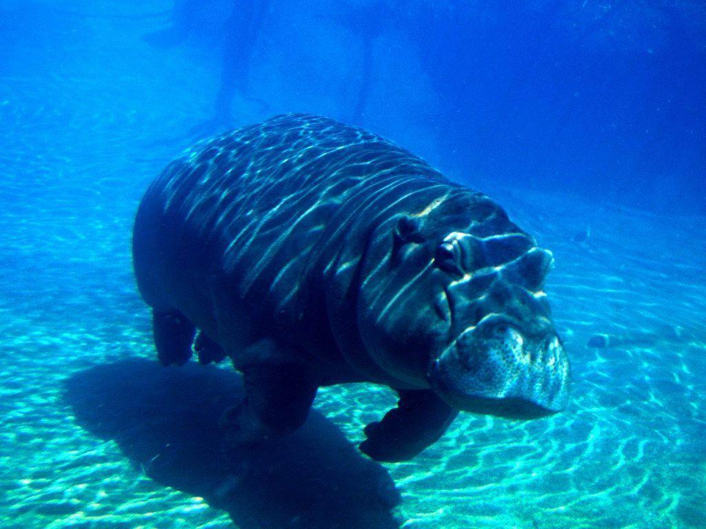 Swimming Hippo: Underwater Wallpaper