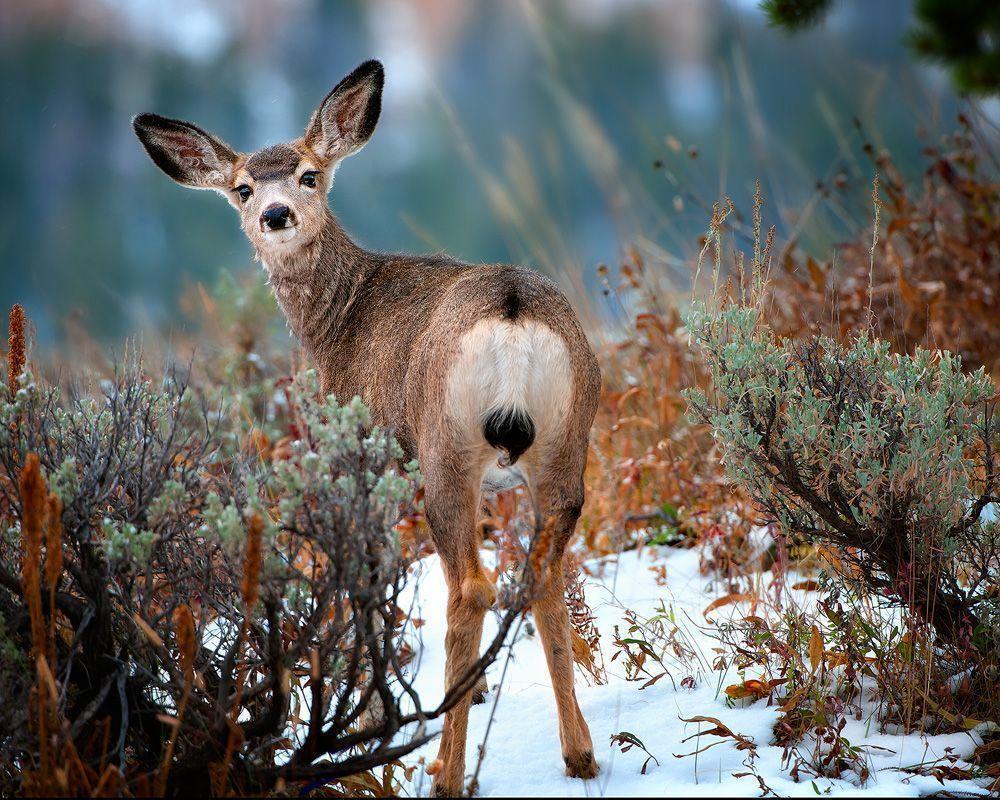 Mule Deer Looking Back At Ya. Fine Art Nature Photography