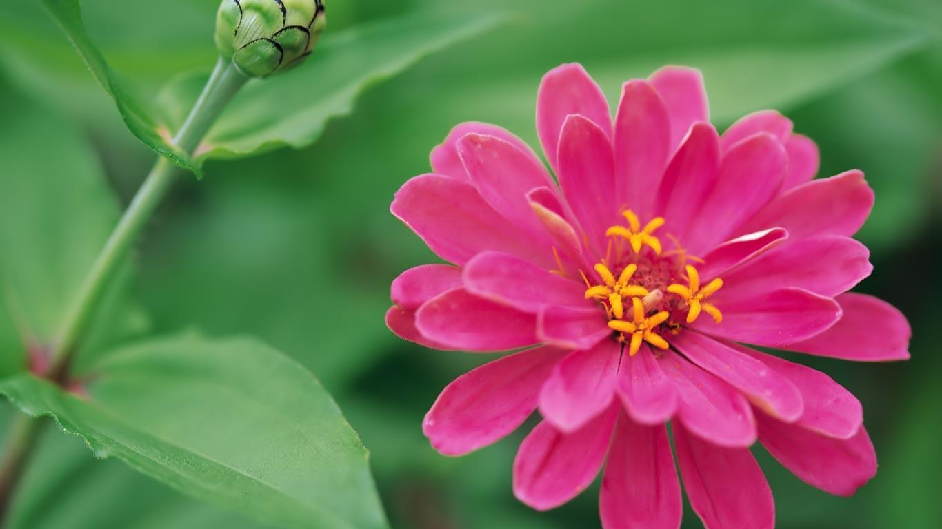 Desktop Wallpaper · Gallery · HD Notebook · Home garden flowers