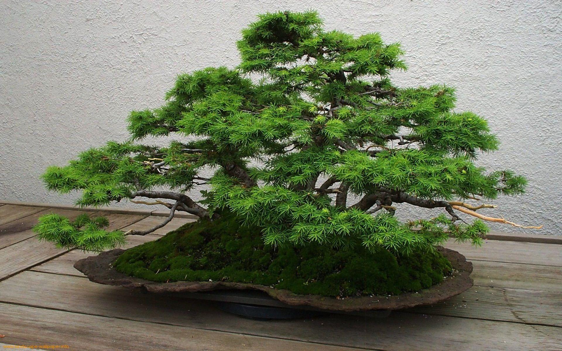 Bonsai Wallpaper