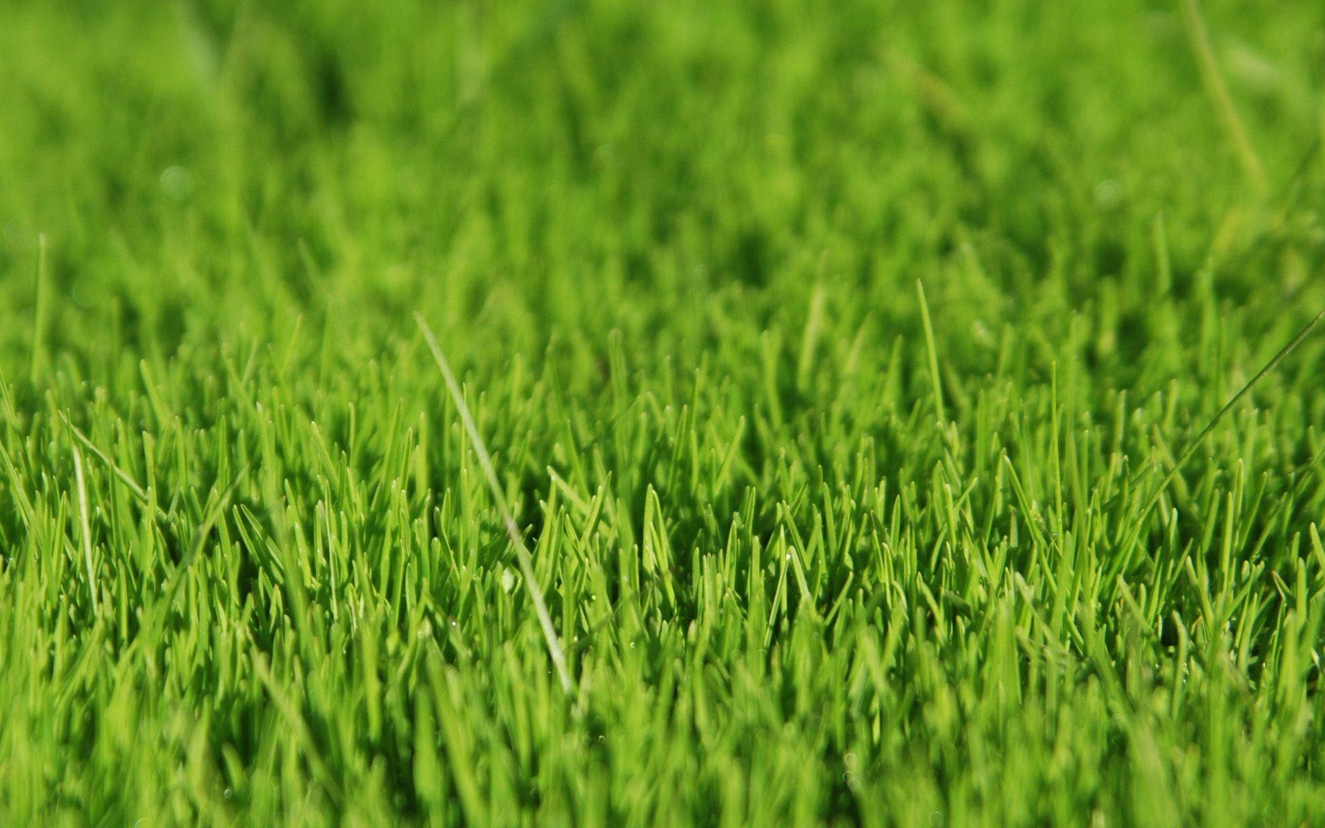 Pretty HD Grass Wallpaper.com