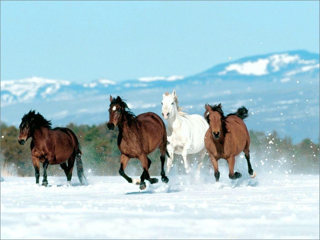 Winter Horses. Photo and Desktop Wallpaper