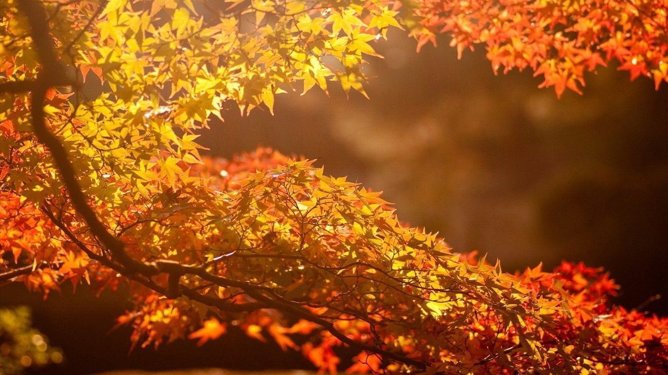Autumn beautiful computer desktop wallpaper 47871 Theme