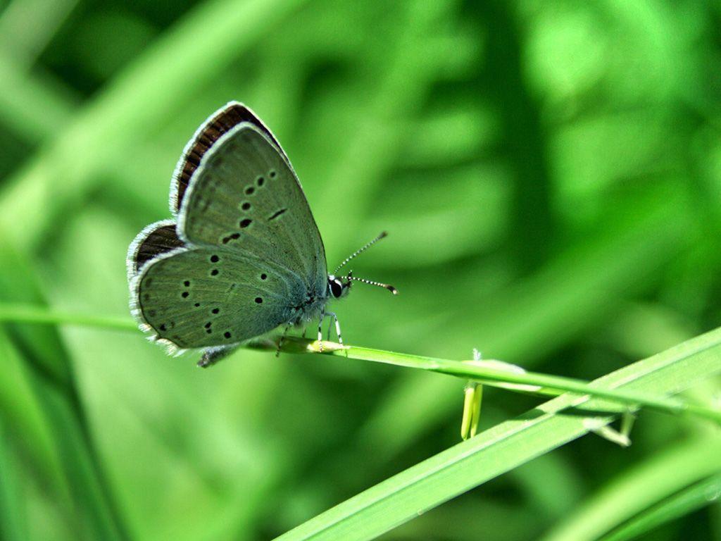 Green Butterfly wallpaper Animal desktop background. Animal