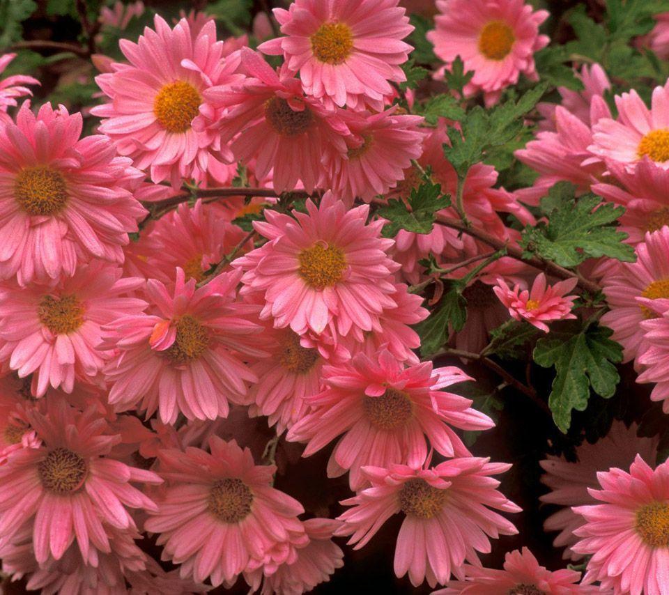 flowers for flower lovers.: Flowers wallpaper HD desktop