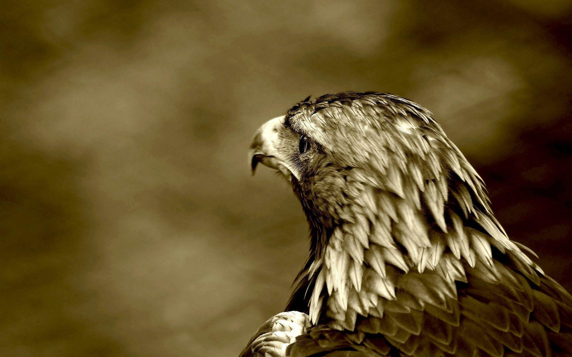 Lonely Eagle Wallpaper free picture free picture