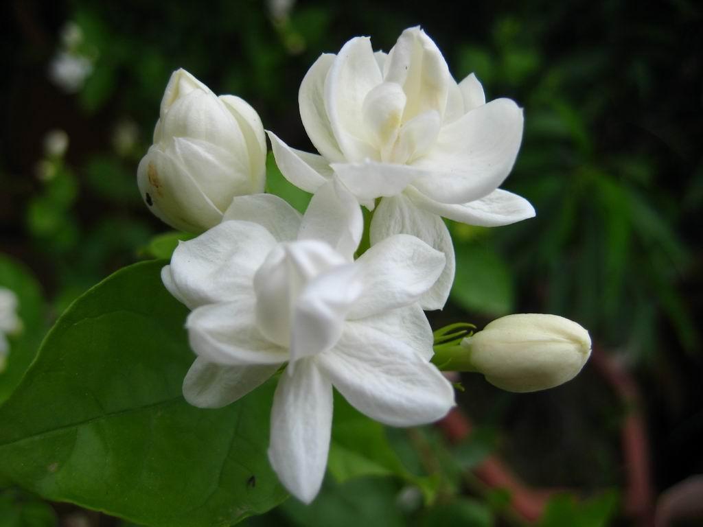 Jasmine Syria National Flower