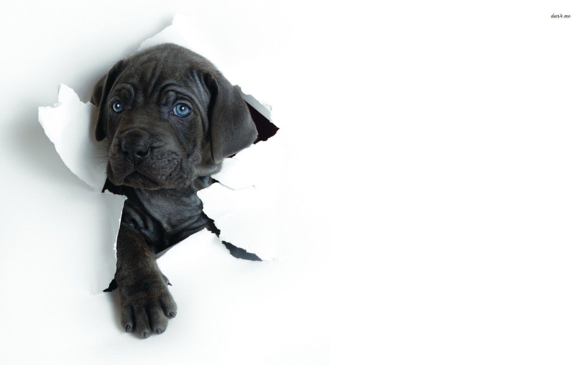 image For > Black Lab Puppy Wallpaper