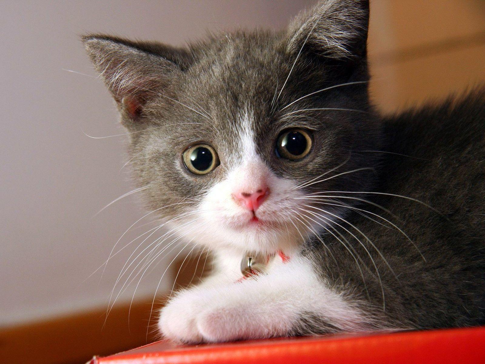 Free Cat Wallpaper For Laptop 4830 Live Wallpapers 4K SJQDGD