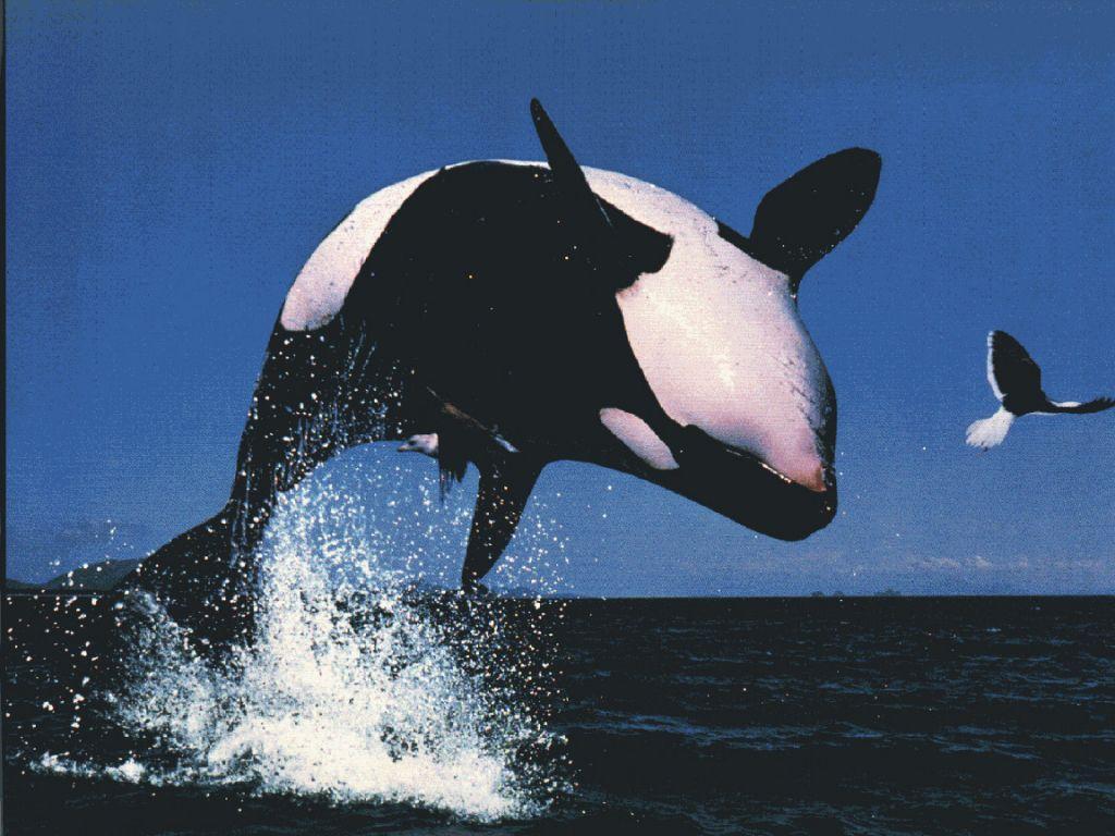 Free Lapping Orca Wallpapers Download The 1024x768PX ~ Wallpapers