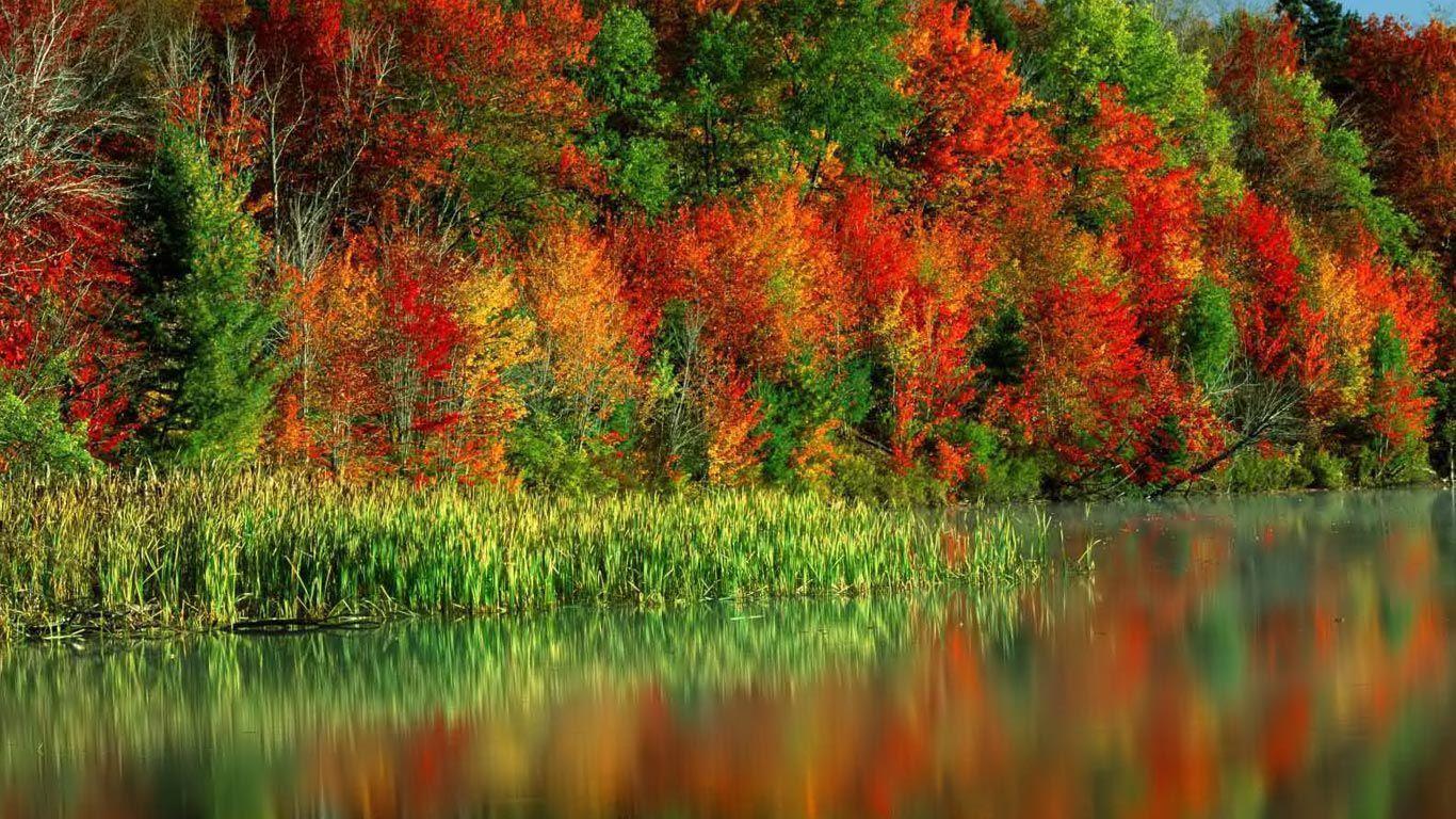 Desktop background // Computers // Laptops. Netbook // River