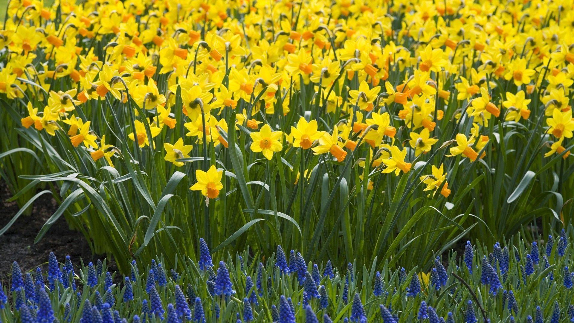 Download Nature Daffodils Wallpaper 1920x1080