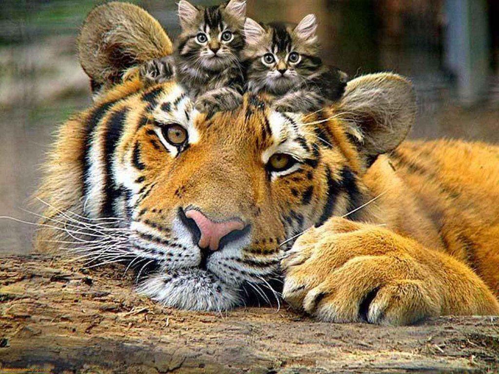 Tiger And Cute Kittens 1