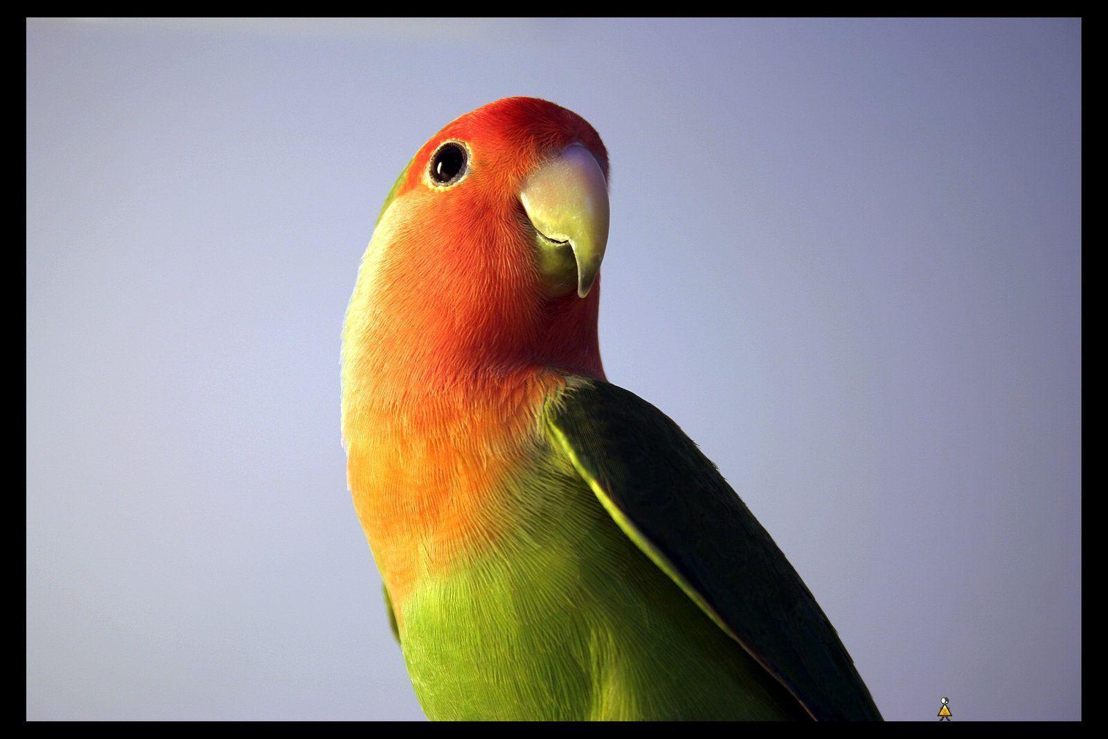My love bird &quot;Chiw chiw&quot;