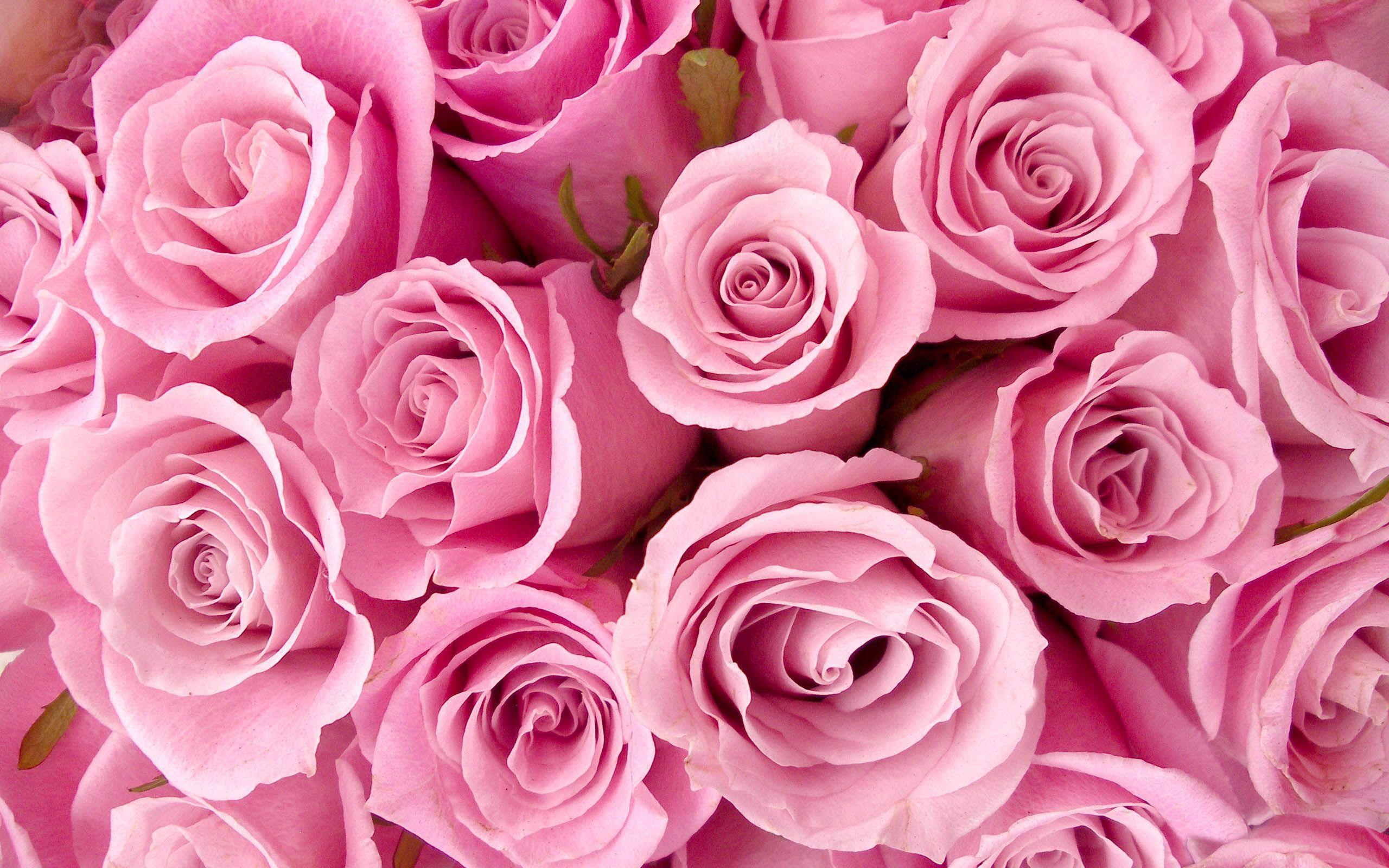 Flowers For > Pink Rose Background Wallpaper