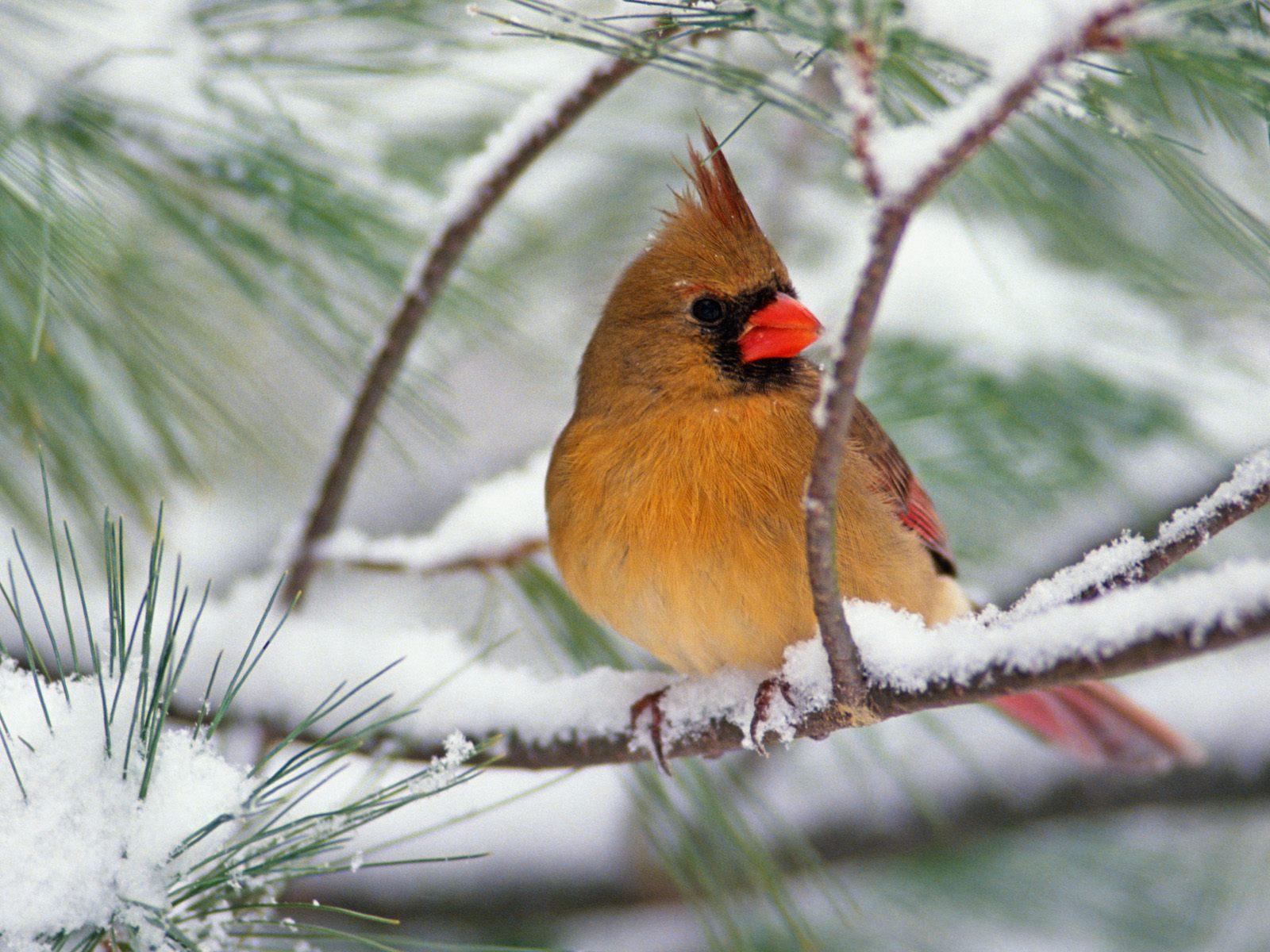 Female northern cardinal bird free desktop background