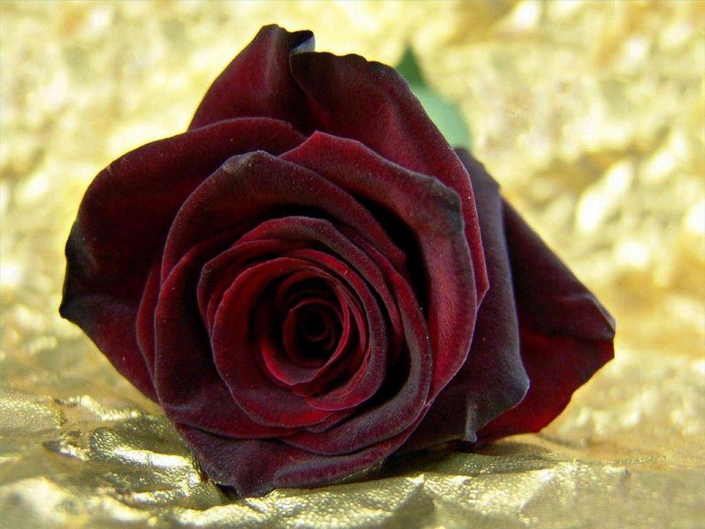 Dark Red Rose Wallpaper